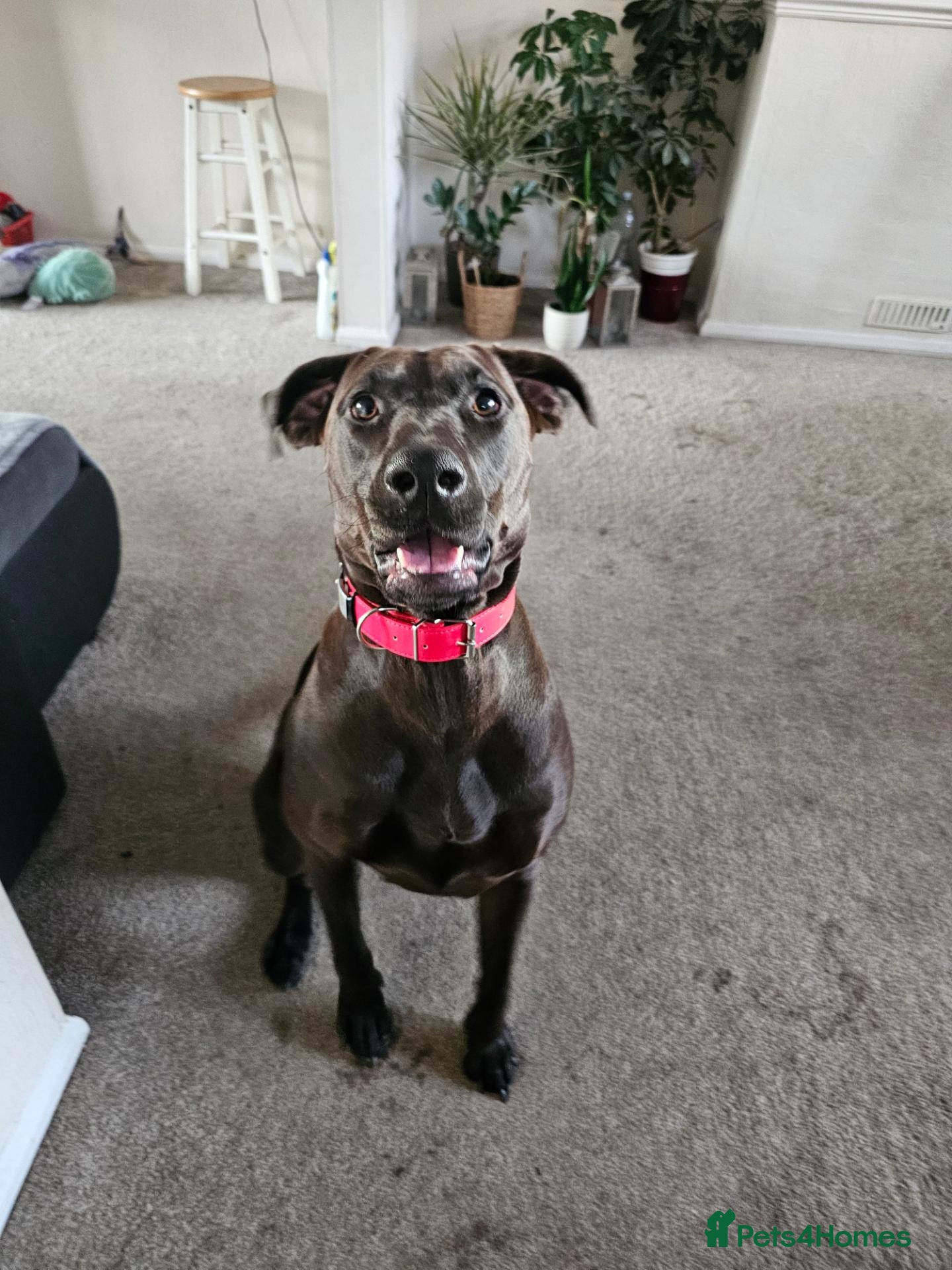 Mixed Breed dogs Doberman mix  - Advert 9