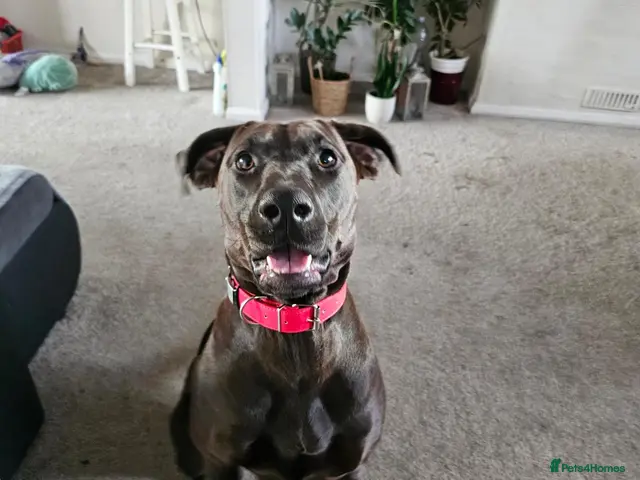 Mixed Breed dogs Doberman mix - Advert 1