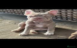 French Bulldog dogs for sale: New shade Isabella female 6month old - Image 4