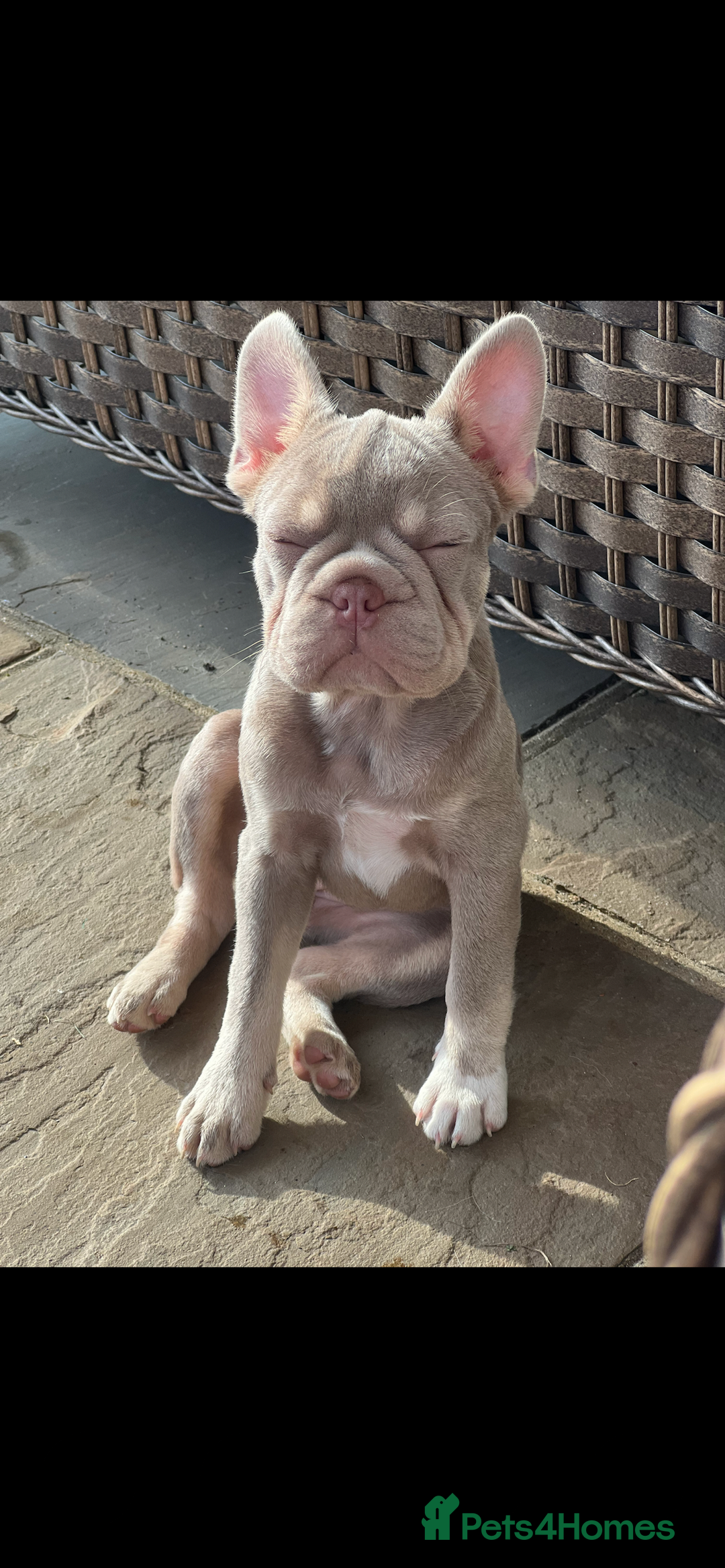 French Bulldog dogs for sale: New shade Isabella female 6month old - Image 4