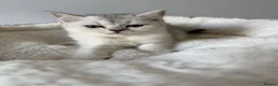 Scottish Fold cats for sale: Scotish Fold / Scotish straight - Advert 3