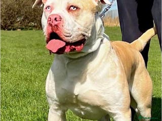 Alapaha Blue Blood Bulldog dogs Alapaha blue blood bulldog - Advert 3