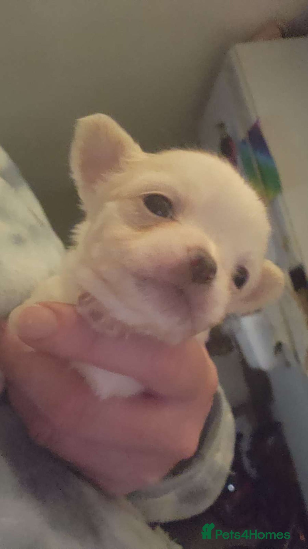 Chihuahua dogs for sale: 3tiny treasures looking for loving homes  - Advert 3