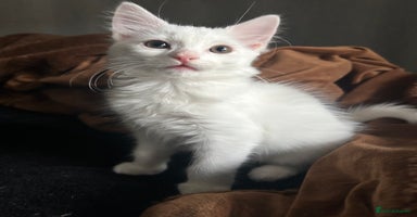 Ragdoll cats - Advert 14