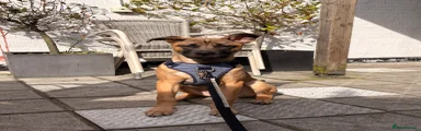 Mixed Breed 1