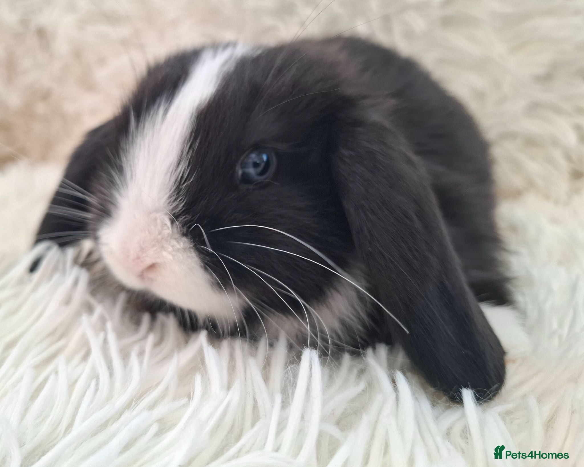Mini Lop rabbits Baby Mini Lop Rabbits for sale - Advert 19