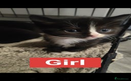 Ragdoll cats for sale: Ragdoll cross kittens  - Image 9