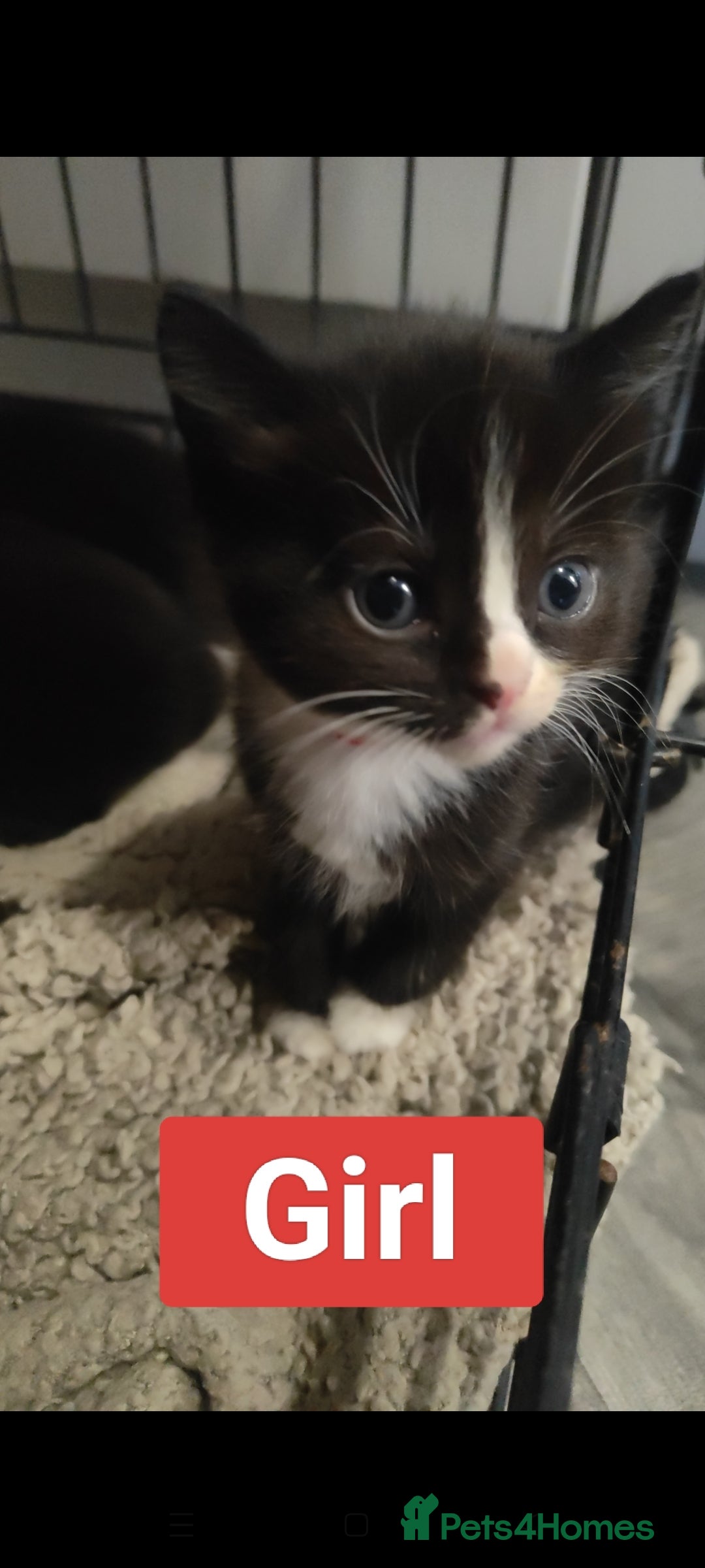 Ragdoll cats for sale: Ragdoll cross kittens  - Image 9
