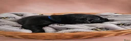 Labrador Retriever dogs for sale: KC registered Balck labrador retrievers - Advert 16