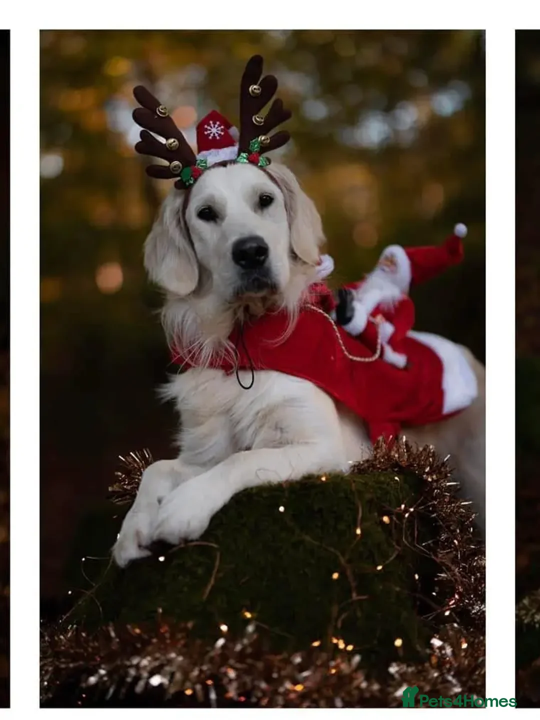 Golden Retriever dogs for stud: Kind, intelligent and loving therapy dog for stud - Advert 24