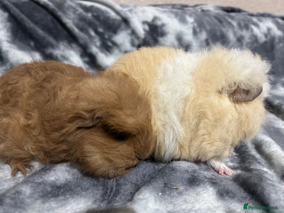 Guinea Pig rodents for sale: Swiss baby boars ready now - Advert 10