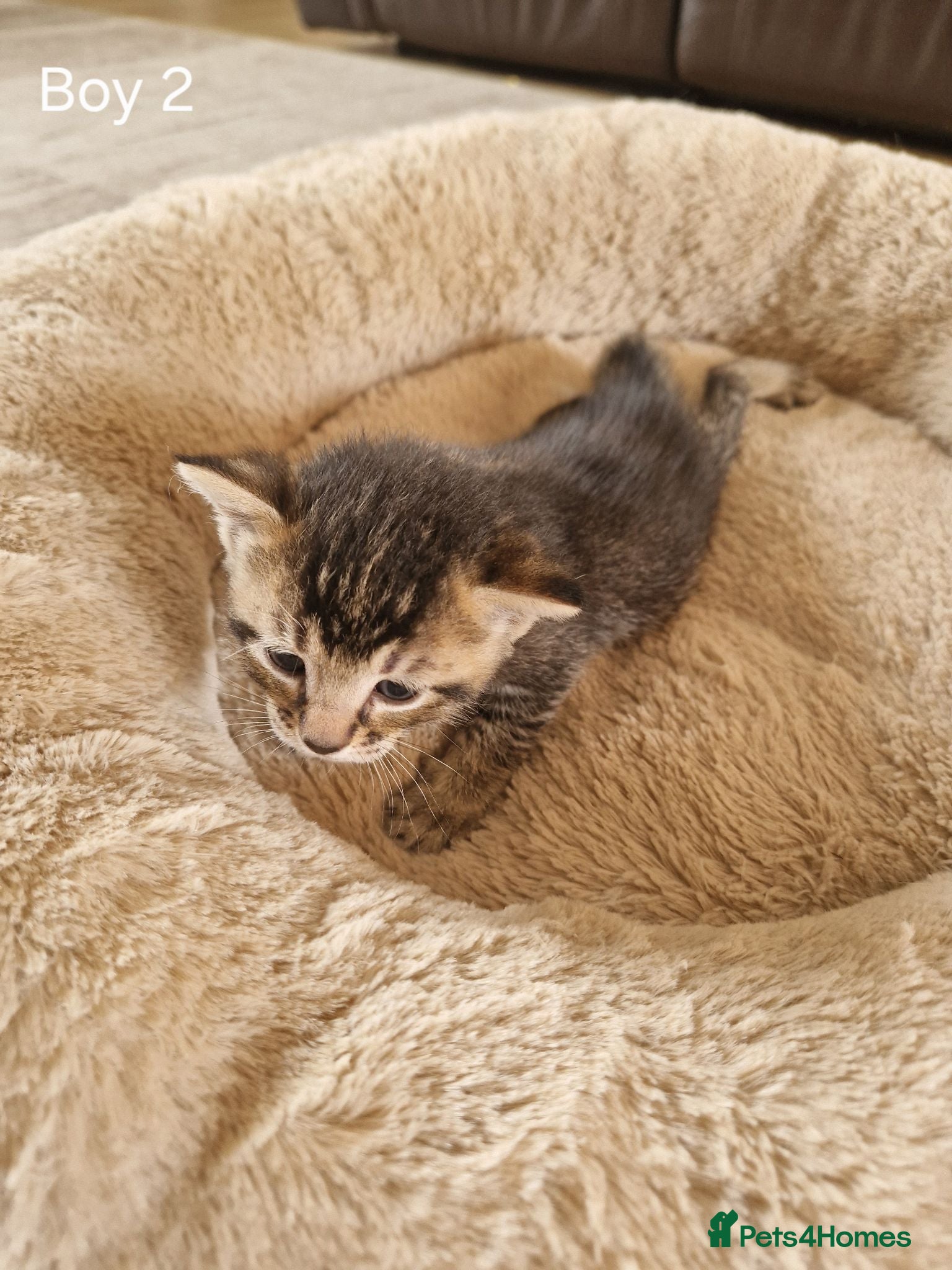 Mixed Breed cats Beautiful Domestic Shorthair Male Kitten - Advert 2