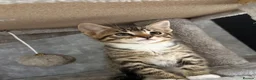 Bengal cats for sale: 4 x Beautiful Male Bengal Cross - Advert 11