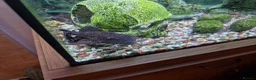 Plecos fish for sale: Aquarium established complete set-up & pleco in Bolton - Advert 4