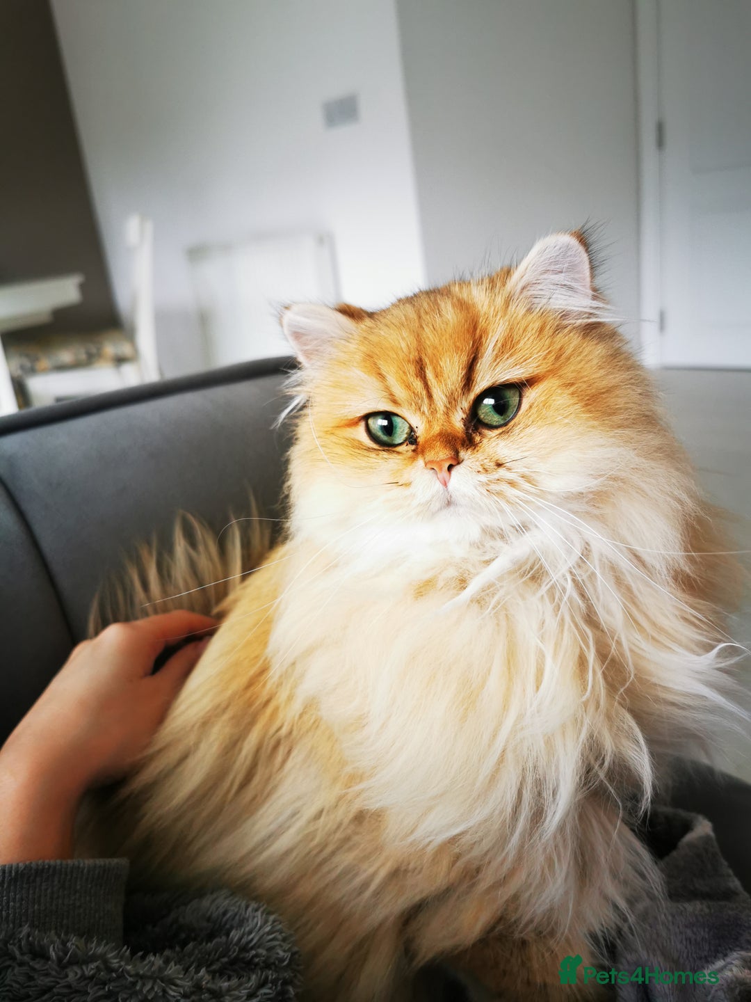 British Longhair cats for sale: Beautiful British Longhair - Image 12