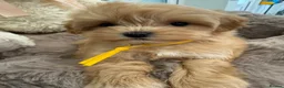 Maltipoo dogs for sale: Korean lined, f1. Fully dna & health tested   - Advert 32