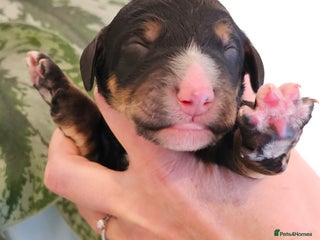 Bernedoodle dogs for sale: Exceptional Quality Bernedoodles - Advert 1