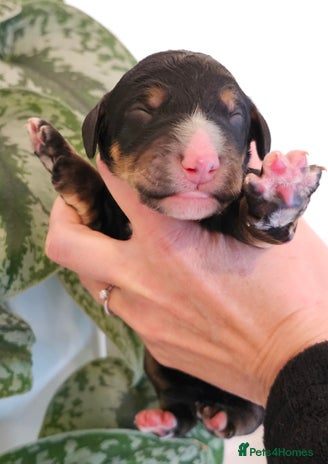 Bernedoodle dogs - Advert 3