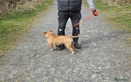 American Bully dogs for sale: Super chunky pocket bullies Ready to leave! - Image 7