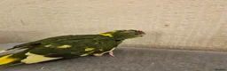 Mixed Breed birds for sale: Tame Kakariki and cockatiel chicks  - Advert 6