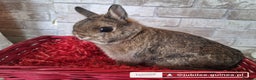 Netherland Dwarf rabbits for sale: Two Netherland doe available  - Advert 4