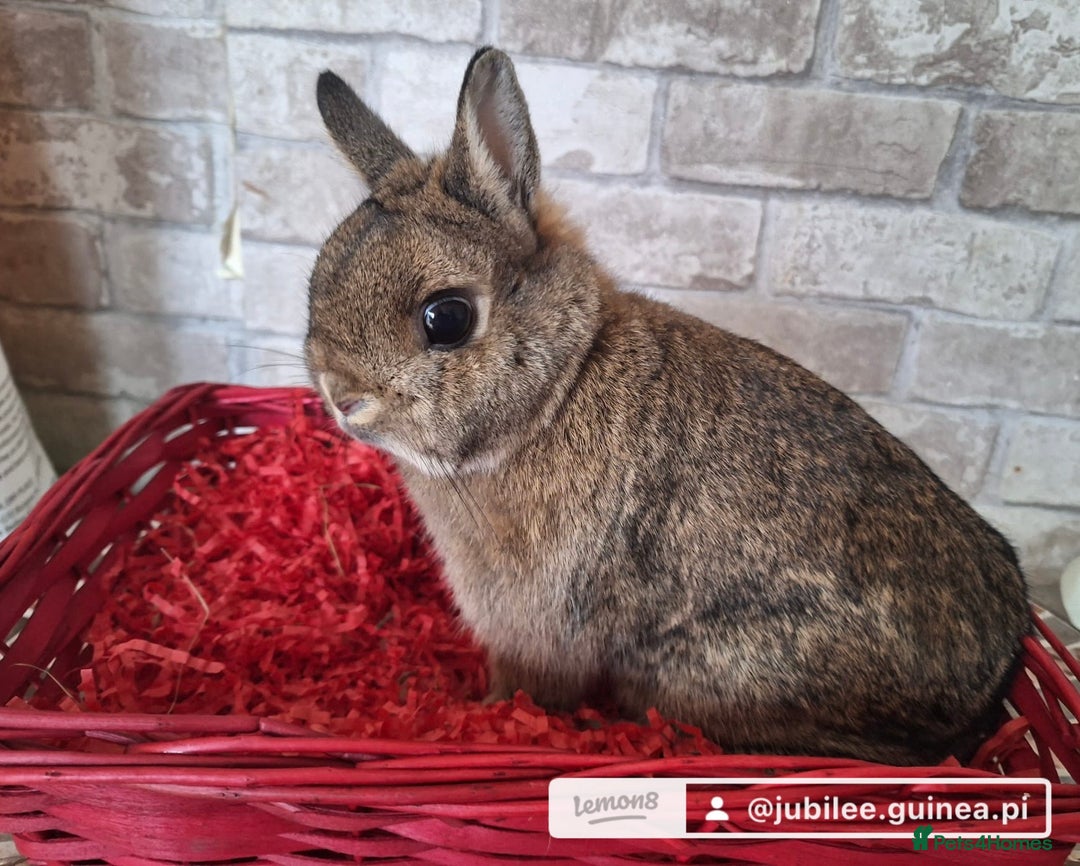 Netherland Dwarf rabbits for sale: Two Netherland doe available  - Image 4