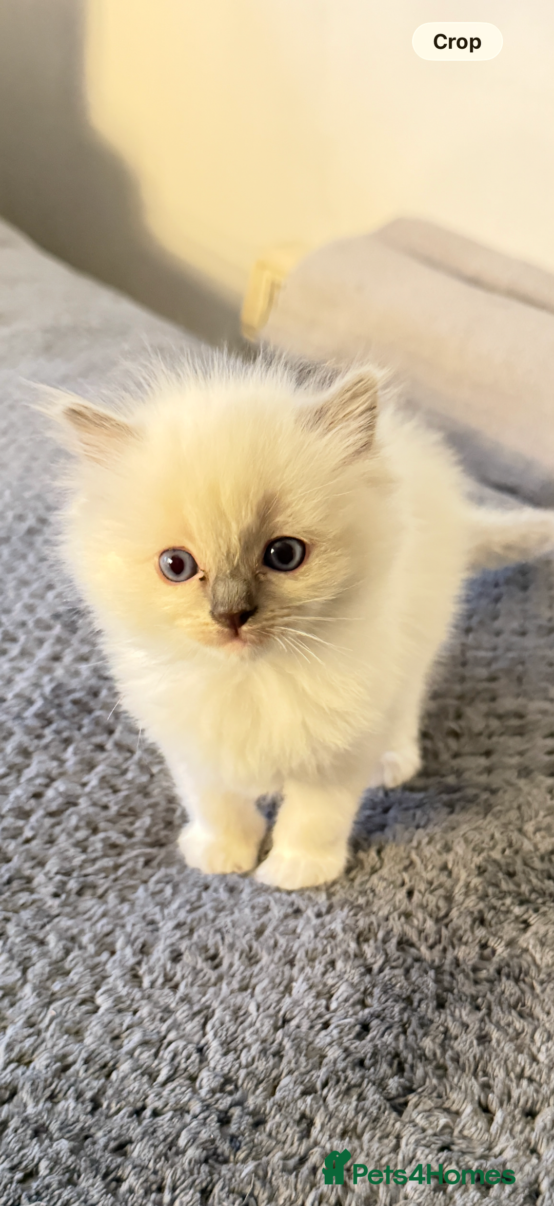 Ragdoll cats for sale: *** Pure Male Ragdoll Kitten For Sale *** - Advert 4