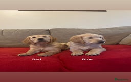Golden Retriever dogs for sale: Beautiful KC Registered Golden Retriever Puppies  - Image 4