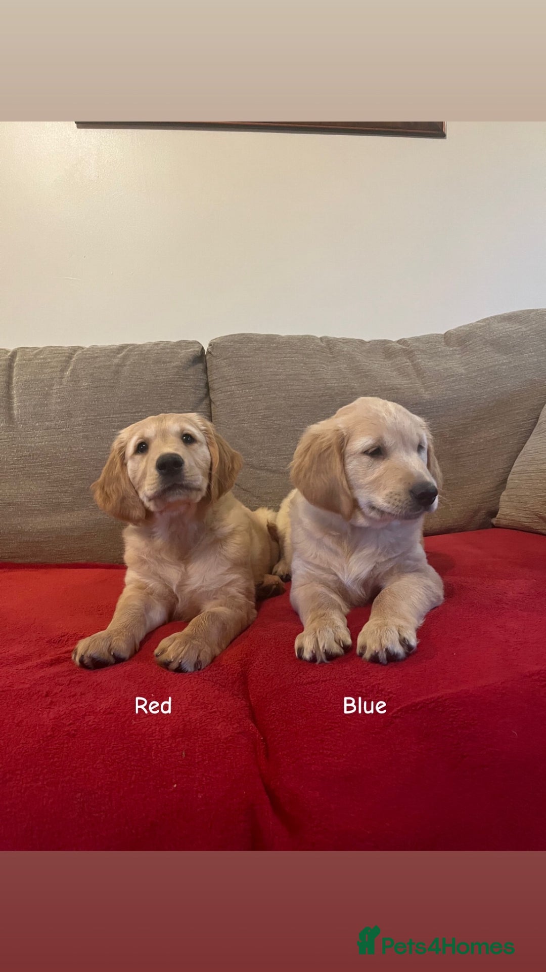 Golden Retriever dogs for sale: Beautiful KC Registered Golden Retriever Puppies  - Image 4