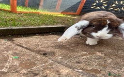 French Lop rabbits for sale: Bonded female French lops - Image 5