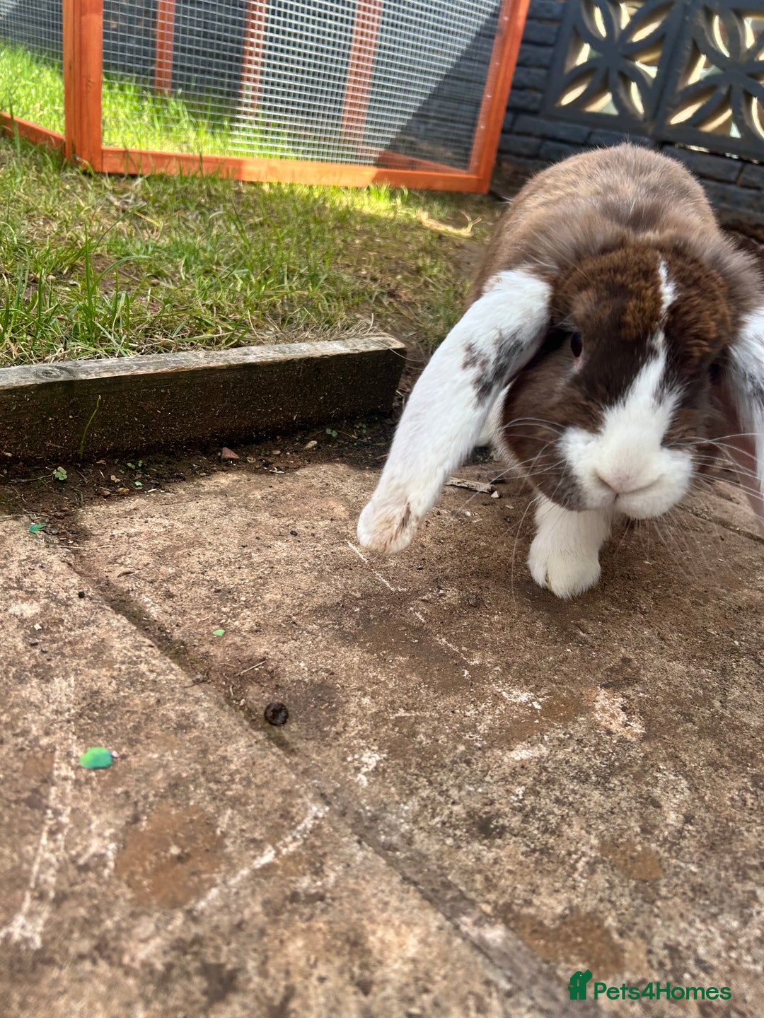French Lop rabbits for sale: Bonded female French lops - Image 5