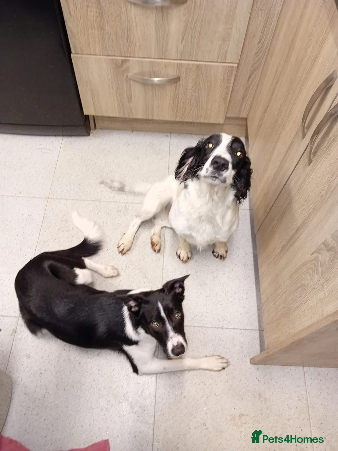 Mixed Breed dogs for sale: Beautiful Collie x Sprocker Puppies - Advert 17
