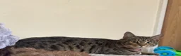 Bengal cats for sale: Beautiful bengal kittens  in Holyhead - Advert 1