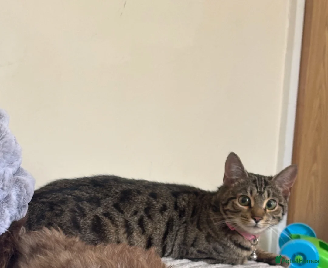 Bengal cats for sale: Beautiful bengal kittens  in Holyhead - Advert 1