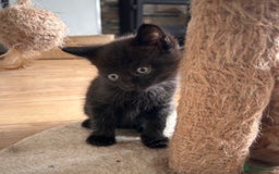 Maine Coon cats for sale: Beautiful big Maine coon x BSH kittens - Image 4