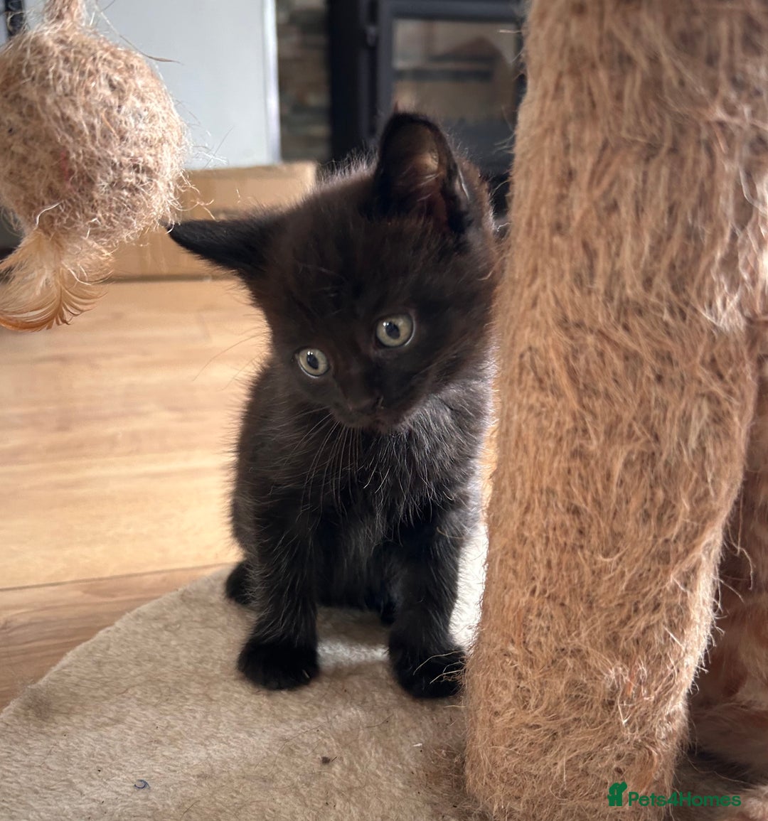 Maine Coon cats for sale: Beautiful big Maine coon x BSH kittens - Image 4