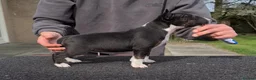 English Bull Terrier dogs for sale: English bull terrier puppies  in Bedford - Advert 14