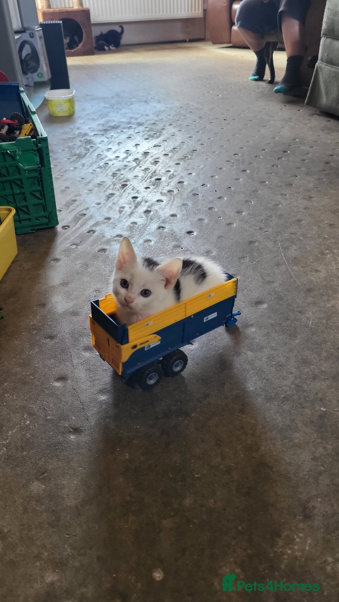 Mixed Breed cats for sale: GRAND FARM KITTENS FOR SALE - Image 3