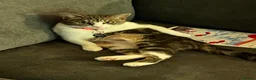British Shorthair cats for sale: Kitten  - Advert 6