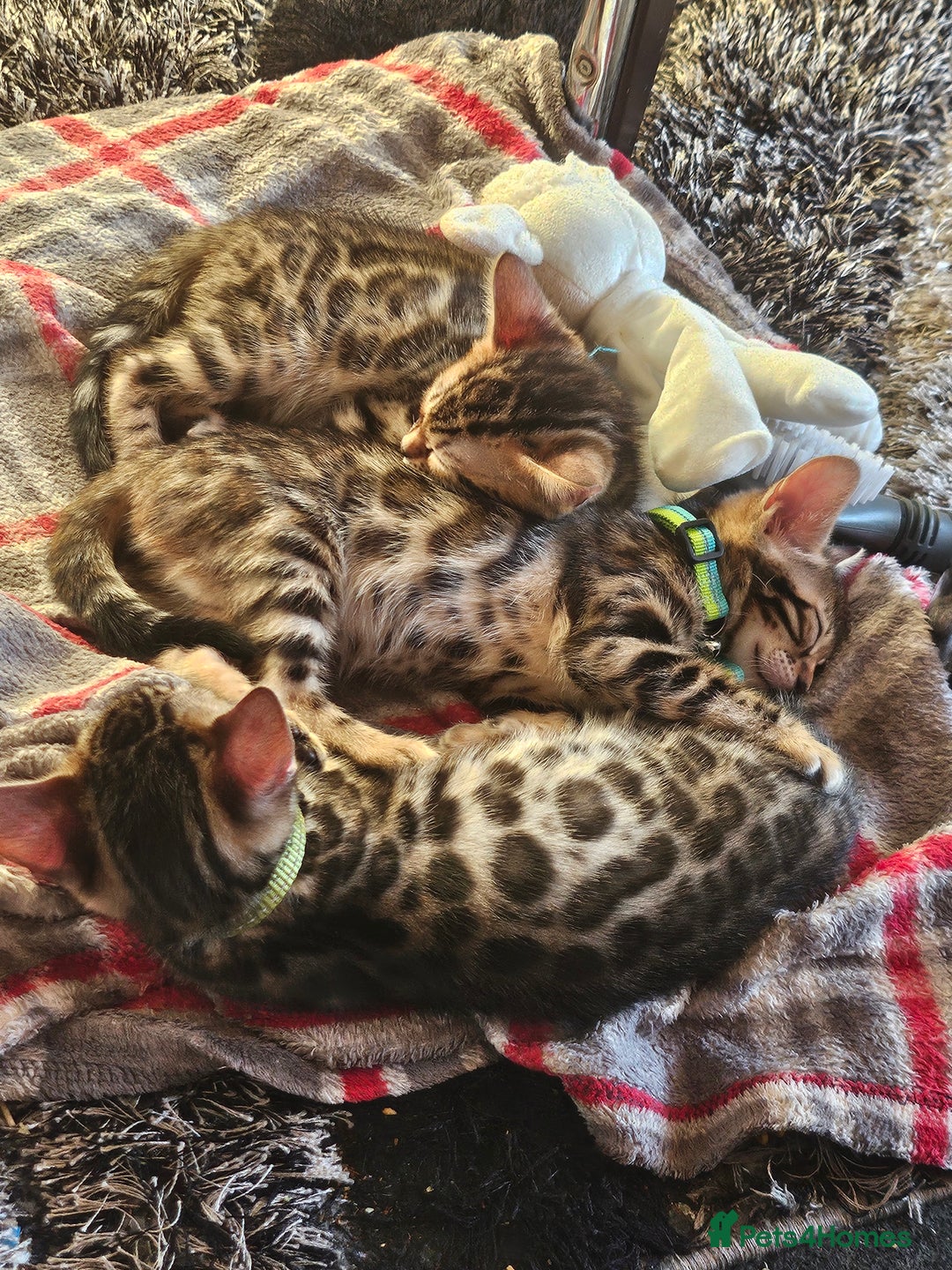 Bengal cats for sale: Active Tica Registered Bengal kittens  - Advert 10