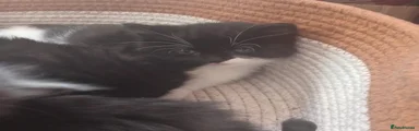 Persian Kitten 4