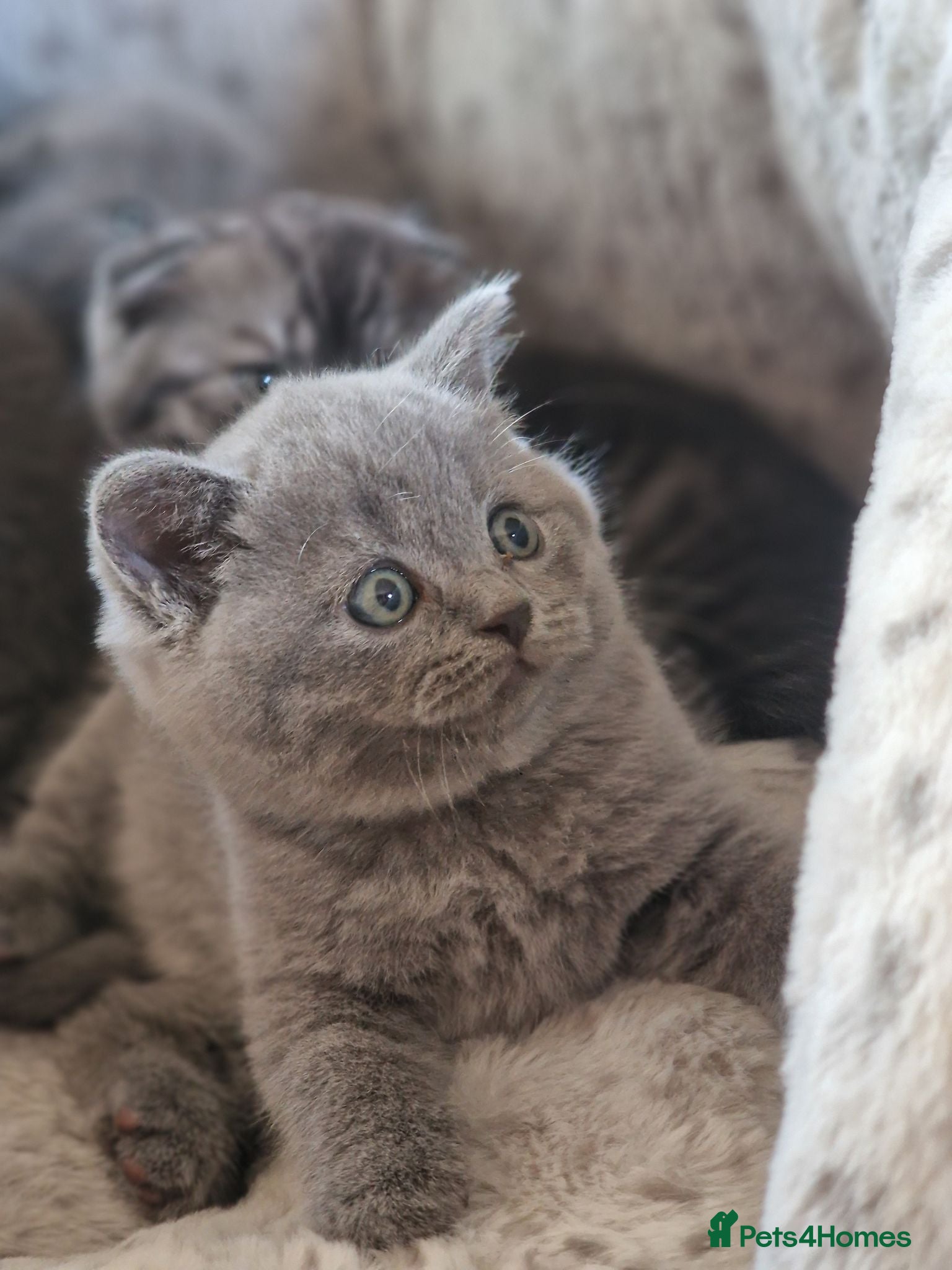 Scottish Fold cats Scottish fold & Straight Ears  - Advert 1