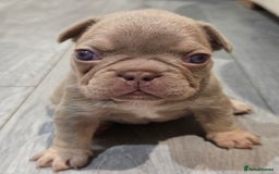 French Bulldog dogs for sale: Isabella & lilac & tan chunky frenchies - Advert 11