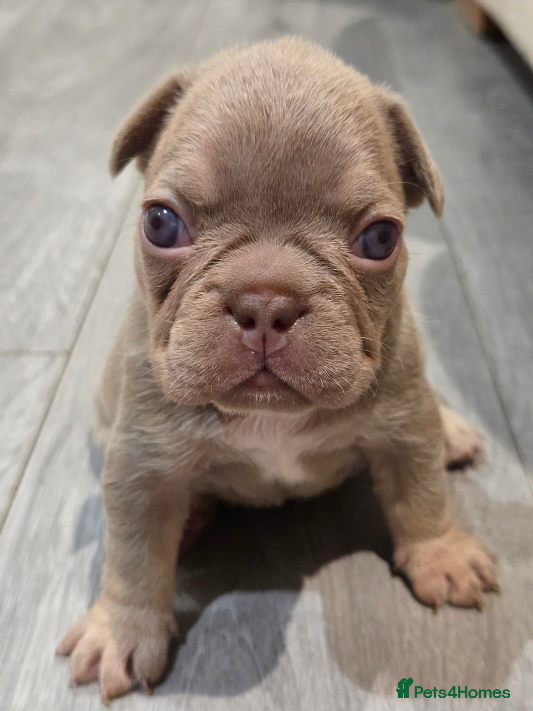 French Bulldog dogs for sale: Isabella & lilac & tan chunky frenchies - Advert 11