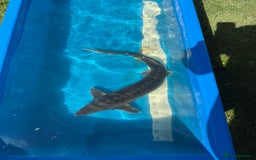 Koi Carp fish for sale: Various koi carp for sale  - Image 24