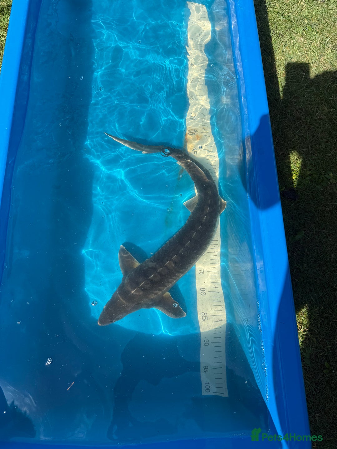 Koi Carp fish for sale: Various koi carp for sale  - Image 24