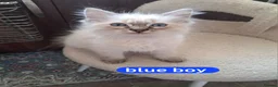 Mixed Breed cats for sale: 2 beautiful Ragdoll/Maine coon kittens  - Advert 13