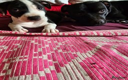 Mixed Breed dogs for sale: “Meet the Ones Who’ll Make Every Day Brighter.” - Image 7