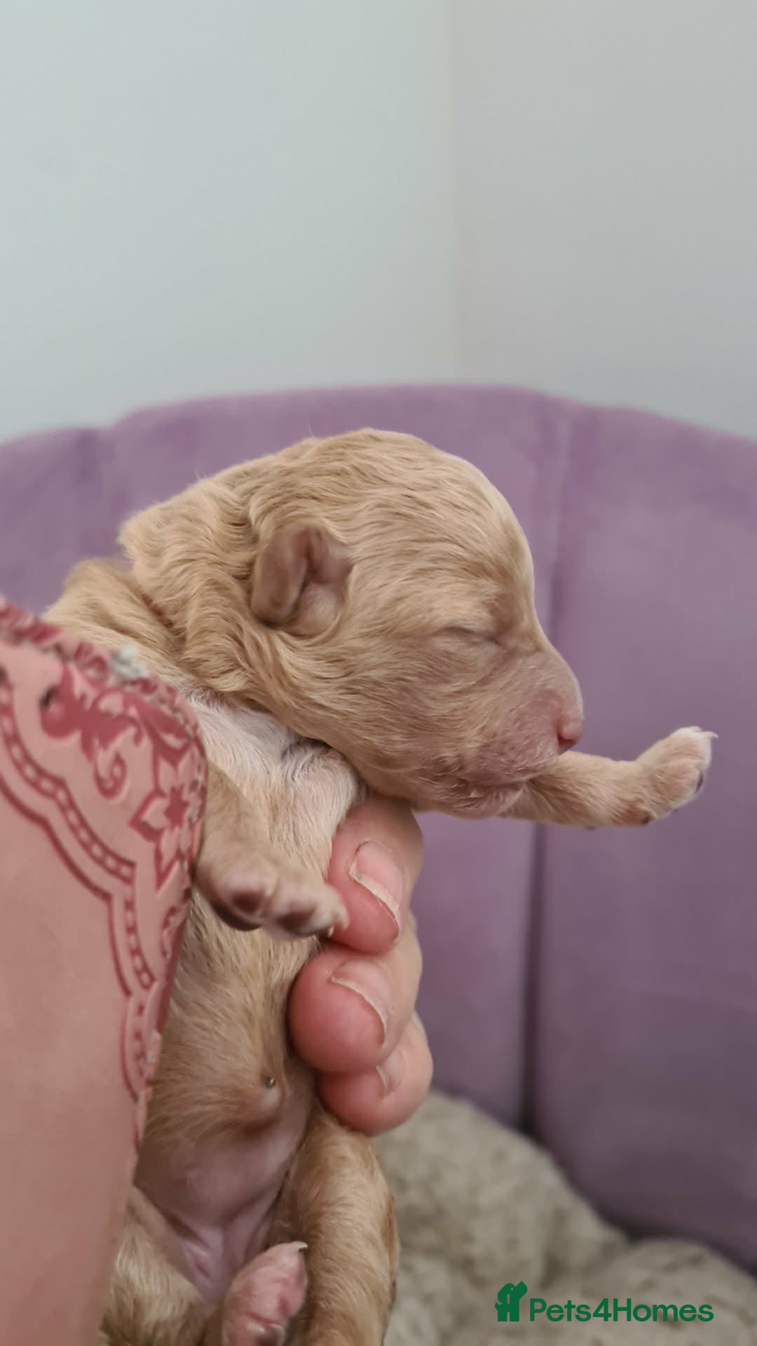 Poochon dogs for sale: Beautiful poochons  - Advert 2