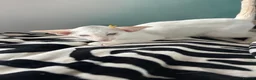 Siamese cats for sale: Pedigree GCCF Siamese kittens  in Knottingley - Advert 13